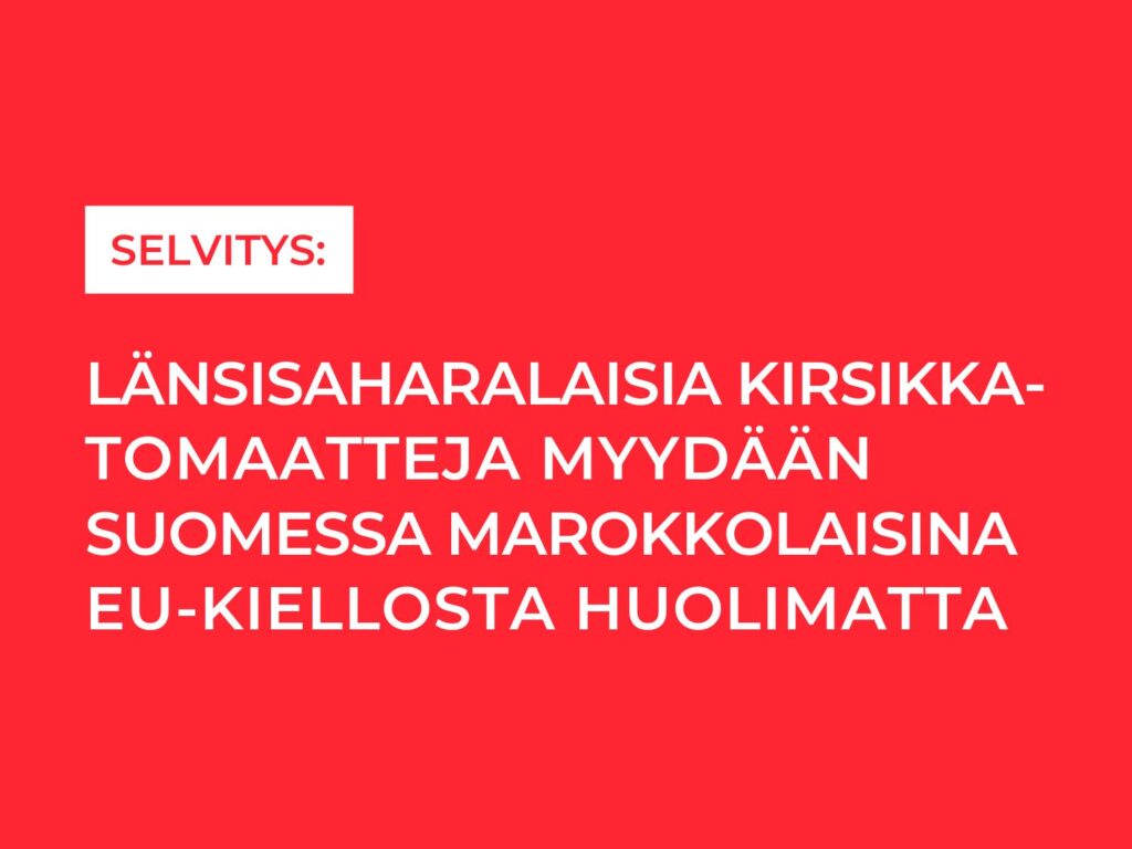 Selvitys: Länsisaharalaisia kirsikkatomaatteja myydään Suomessa Marokkolaisina EU-kiellosta huolimatta